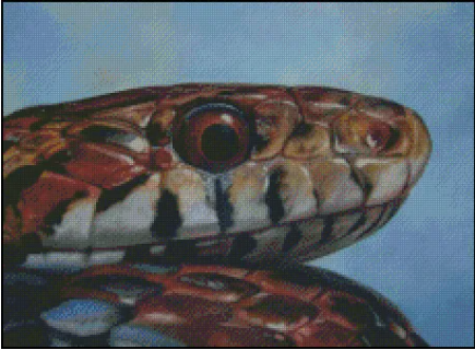 (image for) Eye of the Snake